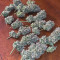 Original Auto BubbleGum (Fast Buds) Cannabis-Samen zu verkaufen