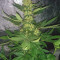 Afghan Hash Plant regular Cannabis-Samen Kaufen