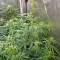 Gorilla Cookies Auto (Fast Buds) Cannabis-Samen zu verkaufen
