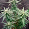 Super Skunk (Seedstockers) Cannabis-Samen zu verkaufen