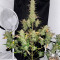 Kaufe Gorilla Z Auto Samen feminisiert von Fast Buds