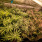 Kaufe Lemon Tree Samen feminisiert von Barney's Farm