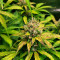 Tangerine Dream Auto (Barney's Farm) Cannabis-Samen zu verkaufen