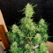 Monster Bruce Banner Cannabis-Samen Kaufen