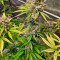 Cookies Gelato (RQS) Cannabis-Samen