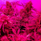 Wedding Cake Auto (Barney's Farm) Cannabis-Samen zu verkaufen