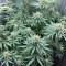 Sour Diesel feminisierte Samen (Barney’s Farm)