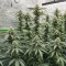 All The Sauces R1 (Ethos Genetics)