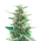 California Special (K.C. Brains Seeds)
