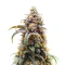CBD D Diesel (CBD Botanic Seeds) Cannabis-Samen