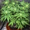 CBD Hammer Shark (CBD Botanic Seeds)