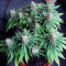 Chocolate Skunk (00 Seeds) Cannabis-Samen