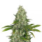 Do-Si-Dos OG (Original Sensible Seeds) Cannabis-Samen