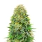 Dream Queen Autoflower feminisierte Samen (Humboldt Seed Company)