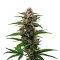 Fat Bastard (Blimburn Seeds)