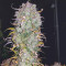 Gelato Auto feminisierte Samen (Fast Buds)