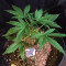 GG#4 Original Glue Auto (Auto Seeds) Cannabis-Samen