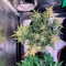 GG#4 Original Glue Auto feminisierte Samen (Fast Buds)