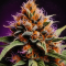 Granddaddy Purple feminisierte Samen (Blimburn Seeds)