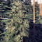 Granddaddy Purple feminisierte Samen (Blimburn Seeds)