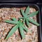 Haze Berry (RQS) Cannabis-Samen