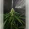 Northern Light Automatic (RQS) Cannabis-Samen