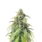 Pound Cake Auto feminisierte Samen (Fast Buds)