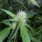 Purple Lemonade Auto RF3 (Fast Buds)