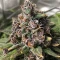 Purple Lemonade Auto RF3 (Fast Buds)