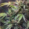 Purple Punch Auto feminisierte Samen (Barney’s Farm)