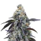 Rainbow Sherbet feminisierte Samen (Barney's Farm)