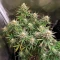 Royal Purple Kush Auto (Emerald Triangle Seeds) Cannabis-Samen