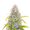 S.O.D.K Auto (Mephisto Genetics) Cannabis-Samen