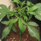 Strawberry Banana Auto feminisierte Samen (Fast Buds)