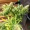 Tease Auto (Dr. Krippling Seeds) Cannabis-Samen