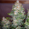 Trans Siberian Auto (Auto Seeds) Cannabis-Samen