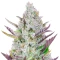 Wedding Glue Auto feminisierte Samen (Fast Buds)