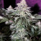 Wedding Cake (Cali Buds Seeds) Cannabis-Samen