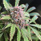 Tangerine Dream Auto (Barney's Farm) Cannabis-Samen