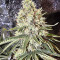 Amnesia (Seedstockers) Cannabis-Samen