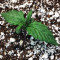 Auto AK XXL strain