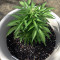 Jack-Matic Auto (Blackskull Seeds) Cannabis-Samen