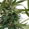 Auto New York City Diesel (Advanced Seeds) Cannabis-Samen