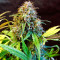 Bakers Delight (DNA Genetics) Cannabis-Samen