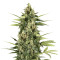Big Stilton Auto (Big Head Seeds) Cannabis-Samen