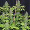 Blueberry Gum marijuana strain