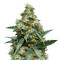 C99 (G13 Labs) Cannabis-Samen