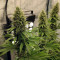 CBD Blue Shark (Barney's Farm) Cannabis-Samen