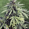 CBD Lemon Potion Auto (Barney's Farm) Cannabis-Samen