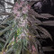 Critical 2.0 XL Auto (Garden Of Green) Cannabis-Samen